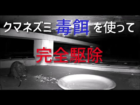 ペットボトルを使ってネズミを追い払うことができたらどうしますか?使用説明書！  庭園