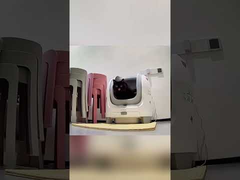 قطة الجيران البطلة 🐱🦸‍♀️