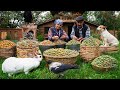 Harvesting And Baking With Fresh Almonds A Village Tradition