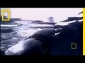 Great White Shark | National Geographic