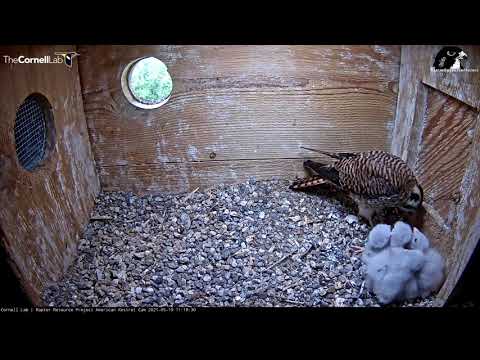 Female Kestrel Doles Out Vole To Her Five Fluffy Chicks – May 19, 2021