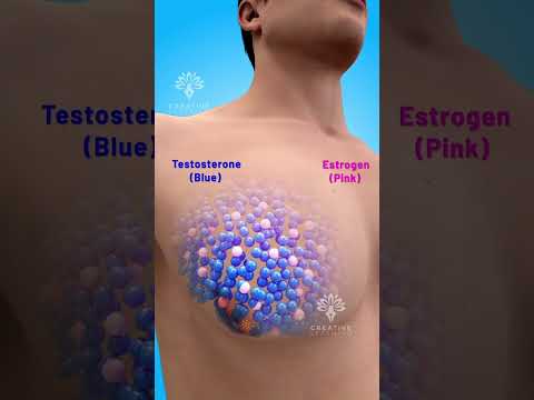 Why Do Men Get Man Boobs? Explain Gynecomastia #short #viralvideo - Creativelearning3d