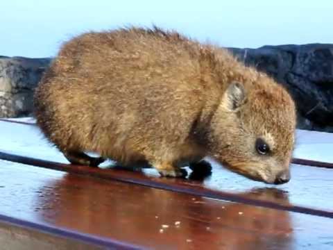 Dassie on Table Mountain