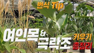 여인목 키우기 & 극락조 키우기