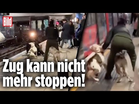 Hunde-Horror am Bahnsteig