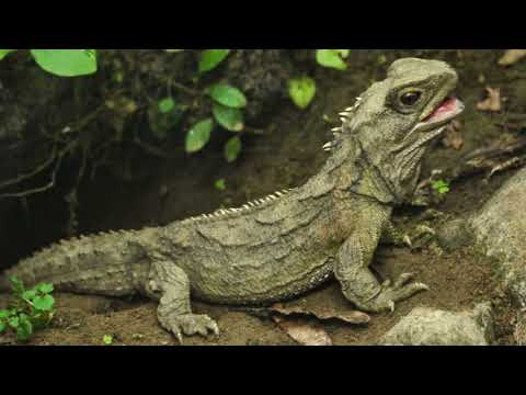Tuatara