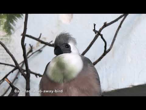 Bare-faced Go-away-bird
