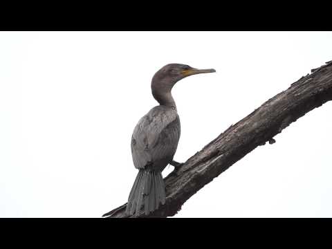 Phalacrocorax brasilianus