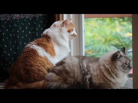 Why Cats Stare Out Windows For Hours At A Time