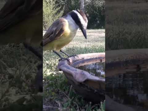 Birdday 243 Benteveo 2501 25
