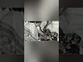 Actress Divya Bharti Dead Body Trending Viral Song Youtubeshorts Status Shorts Short