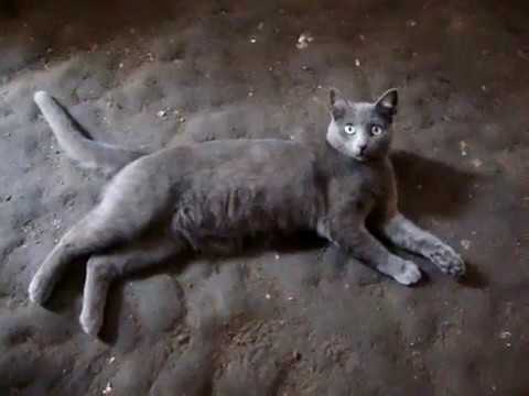 LA IMPRESION DEL GATO PLOMO | EFESTIO DARIEM