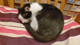 猫式 猫カフェ その2 溝の口から徒歩8分 里親募集型猫カフェ 猫式 可愛い猫が沢山います 川崎市高津区溝の口 国内夫婦日帰り二人旅 أشهر موقع لمشاركة مقاطع الفيديو الموسيقية على الإنترنت 猫式 猫カフェ その2 溝の口から徒歩8分 里親募集型猫カフェ 猫式 可愛い猫が沢山います 川崎市高津区溝の口 国内夫婦日帰り二人旅 أشهر موقع لمشاركة مقاطع الفيديو الموسيقية على الإنترنت
