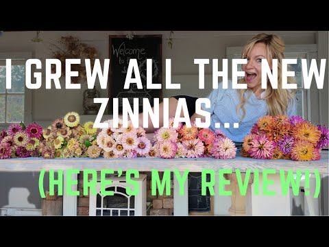 Ich würde diese nicht noch einmal anbauen … Zinnien-Rezension!