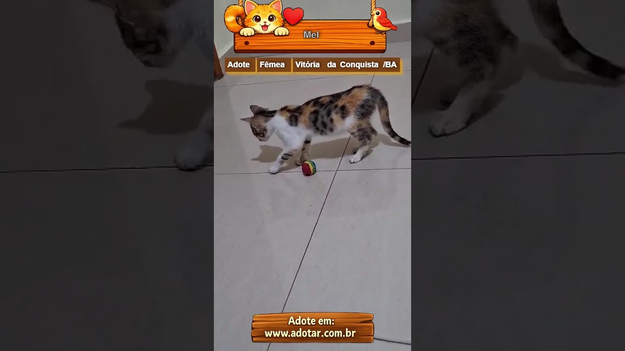 Gato raça SRD-ViraLata idade 2 a 6 meses nome Mel