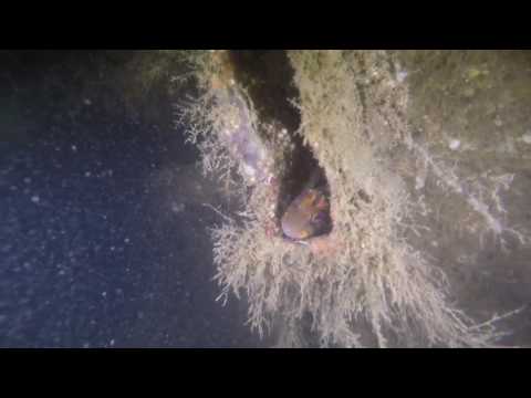 Sea Vixen, Portland Harbour, Dorset