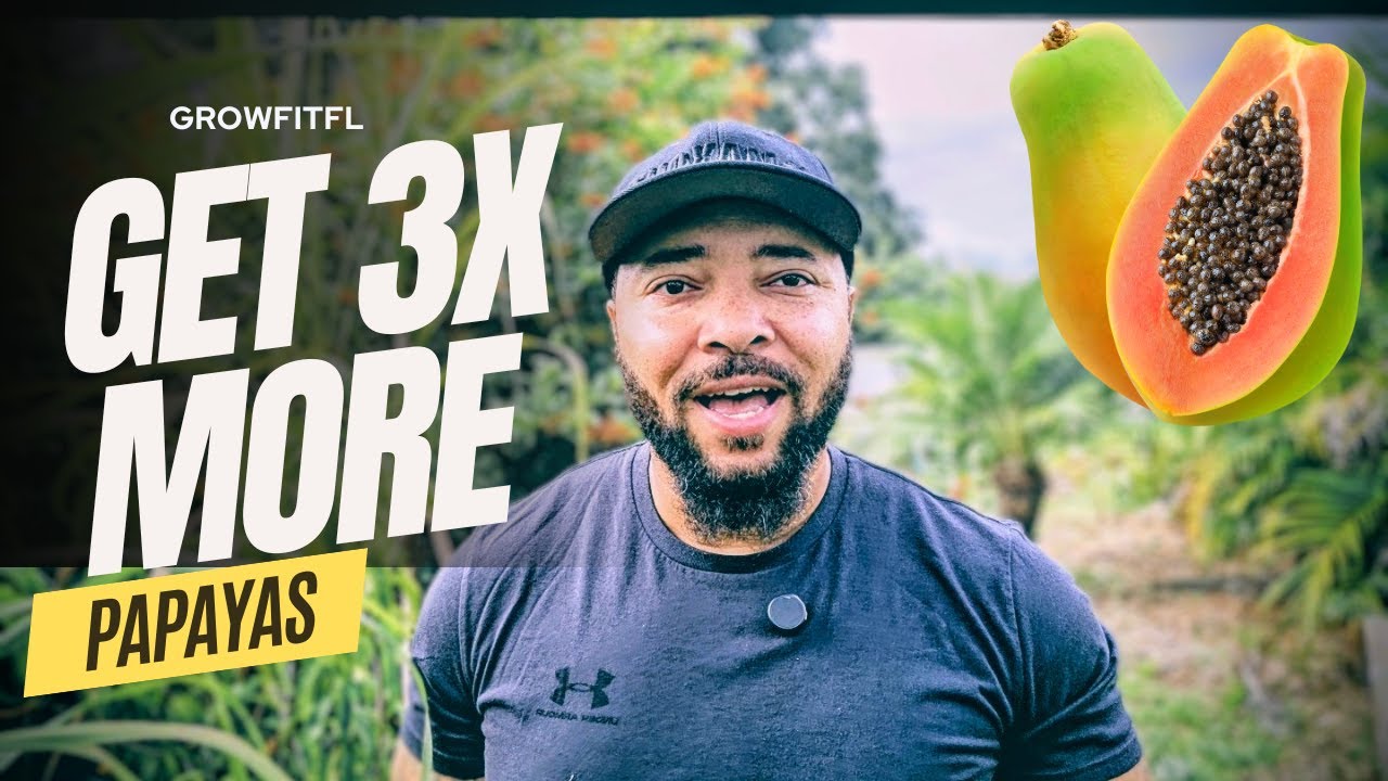How to grow Papayas (Florida Backyard Method)