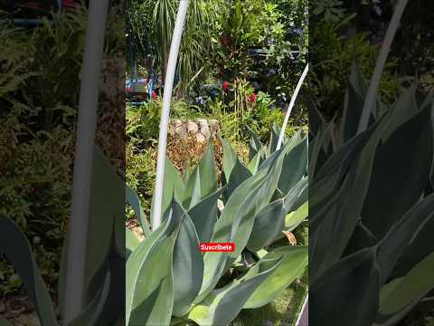 La pergola en san ignacio Chalatenango/El Salvador