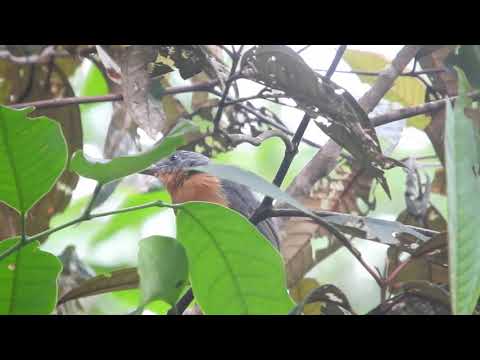 Acre Antshrike / choca-do-acre (Thamnophilus divisorius), Parque Nacional Serra do Divisor, Brasil.