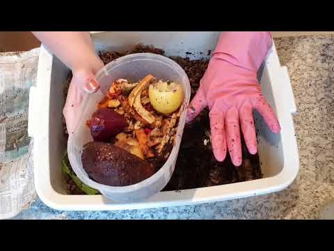 ENC bin with 100 adult worms is now 40-day old.