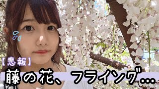 【福岡ツーリング】今が見頃！河内藤園＆中山の大藤 バイク女子が行く藤の絶景スポット【GWおすすめ】