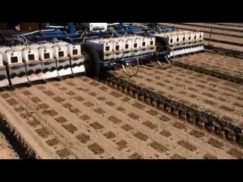 Blue River Technology - Lettuce Thinning