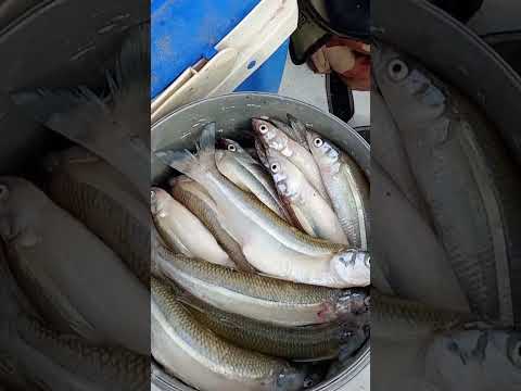 Se activo el pique en laguna Viamonte de Cordoba  guia @milipesca tel +54 9 3537 58-0864.