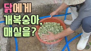 닭에게 천연효소를 주면 좋은 이유!