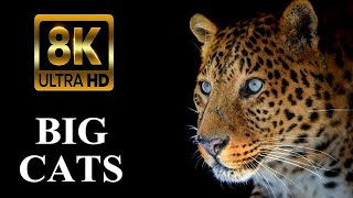 8K HDR VIDEO FOREST ANIMALS | DOMESTIC ANIMALS VIDEO NAME AND SOUNDS FULL DETAILS