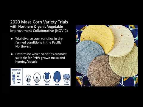 Dry Farming Corn Breeding and Variety Trial Update 2021
