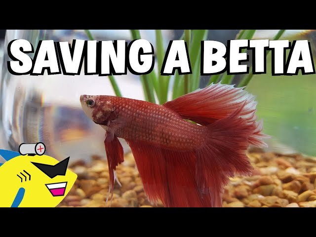 SAVING A BETTA FISH! - Proper Betta Tank Setup