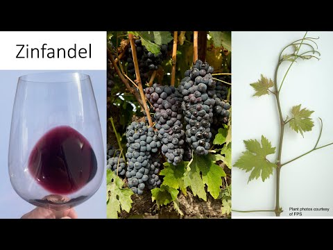 Grape Variety #16: Zinfandel