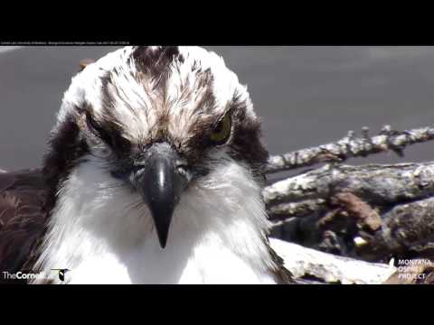 Close Up on the Hooked Bill of an Osprey – May 25, 2017