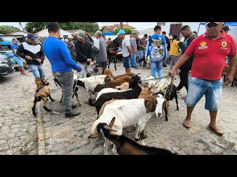 FEIRA DE ANIMAIS DE PUXINANÃ-PB 23/02/2026