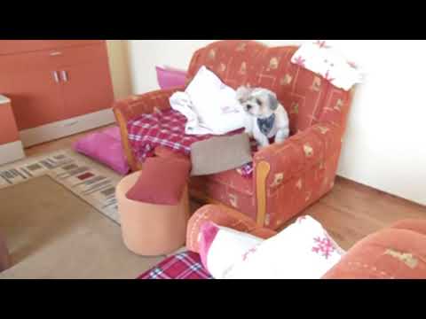 NE DOZVOLITE  DA VAM SIŠU KRV