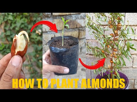 How to grow Almond tree at Home- how to grow badam Trees from seeds easily