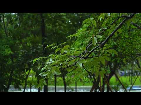 Rain on Leaves on a Forest Road in Autumn - 10 Hours Video with Sounds for Relaxation and Sleep