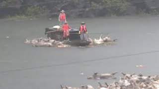 S China Region Uses Excavators to Help Bury Pigs Drowned in Flood