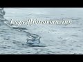 Legendary Sea Monster Video Revealed