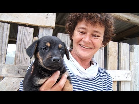 Conheça a história da protetora que cuida de 380 cães em Nova Friburgo