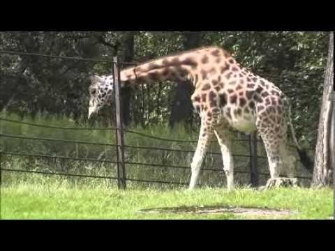 ????62 Jaromír Nohavica @ ŽIRAFÁK (Vladimír Vysocký)