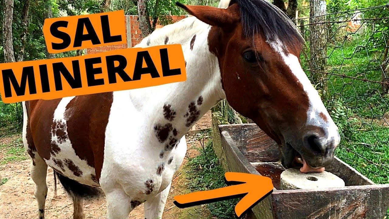 Sal Mineral pra CAVALO