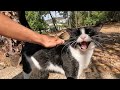 Pink Nosed Tuxedo Cat Started Meowing Very Loudly When She Saw Me