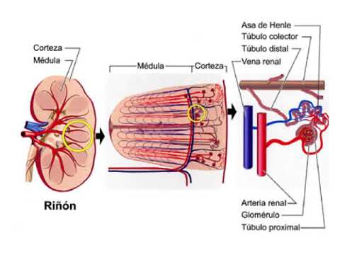 Circulación renal