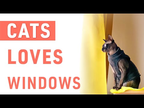 Why do Cats Love Windows