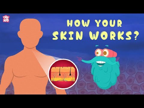 How Your Skin Works? - The Dr. Binocs Show | Best Learning Videos For Kids | Peekaboo Kidz