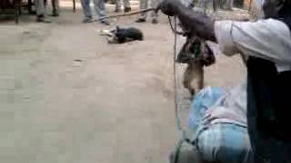 Download lagu dancing monkey mp3
