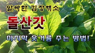 [텃밭농부 2,102]  알싸한 김장채소 돌산갓. 마지막 웃거름 주는 방법! #돌산갓재배