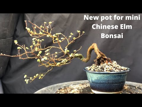 Beginner bonsai - Chinese elm bonsai repot into new pot