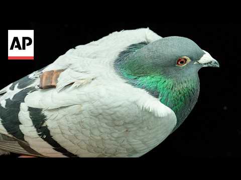Pigeons may be navigating with their liver, study suggests